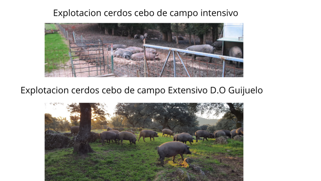 Cría del jamón de cebo de campo